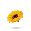Цветные бутоны